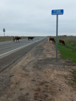 В Енотаевском районе проходят рейды по выявлению безнадзорных животных