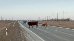 В Енотаевском районе проходят рейды по выявлению безнадзорных животных